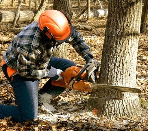 Tree Removal in Paxton, IL